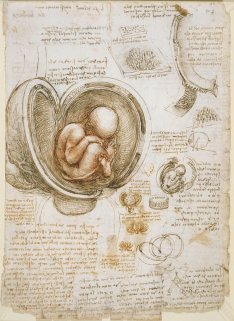 leonardo_da_vinci_-_studies_of_the_foetus_in_the_womb